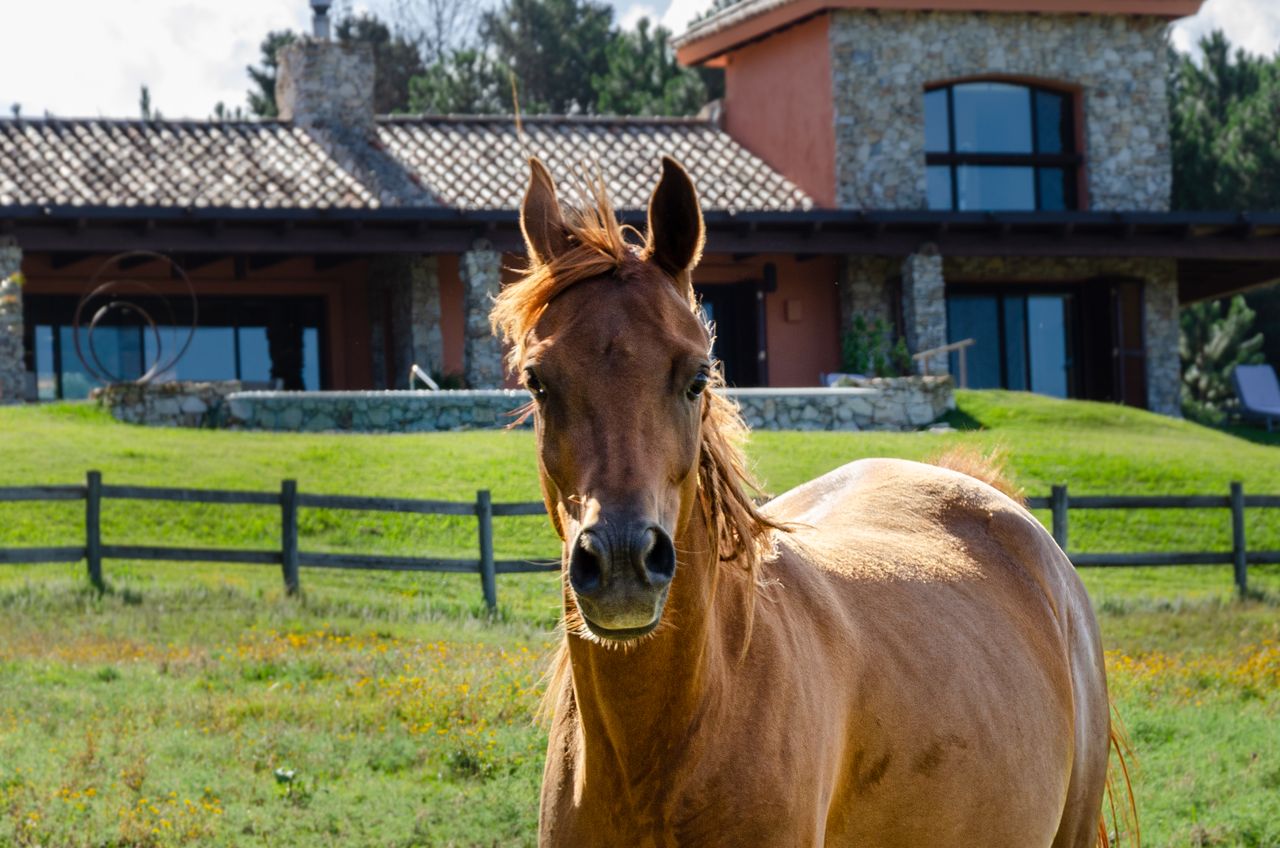 A beautiful horse standing in a grassy field near a rustic stone house.