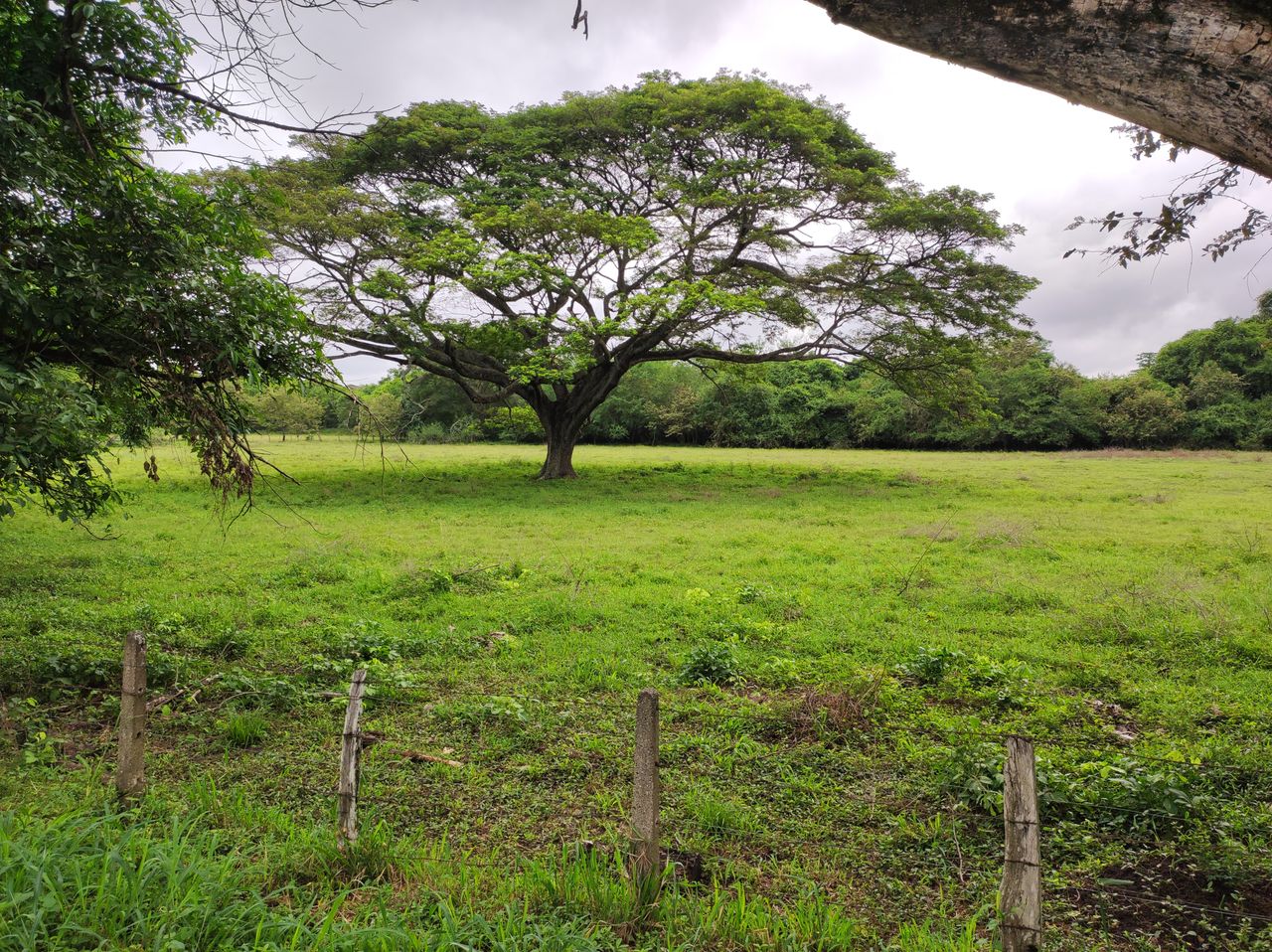 Scenic view of a lone tree in a sprawling green field surrounded by forest.