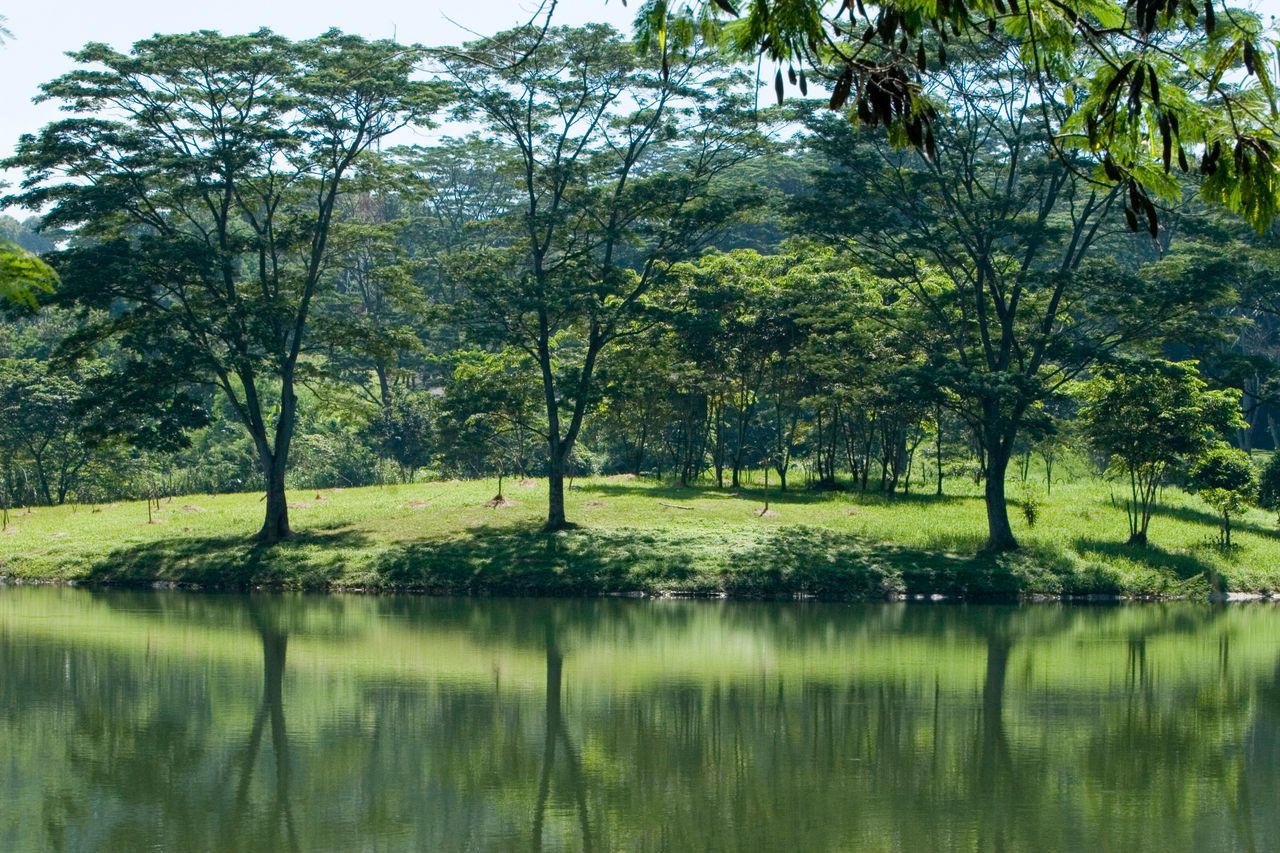 Peaceful riverside scene with lush trees reflecting in the water on a sunny day.