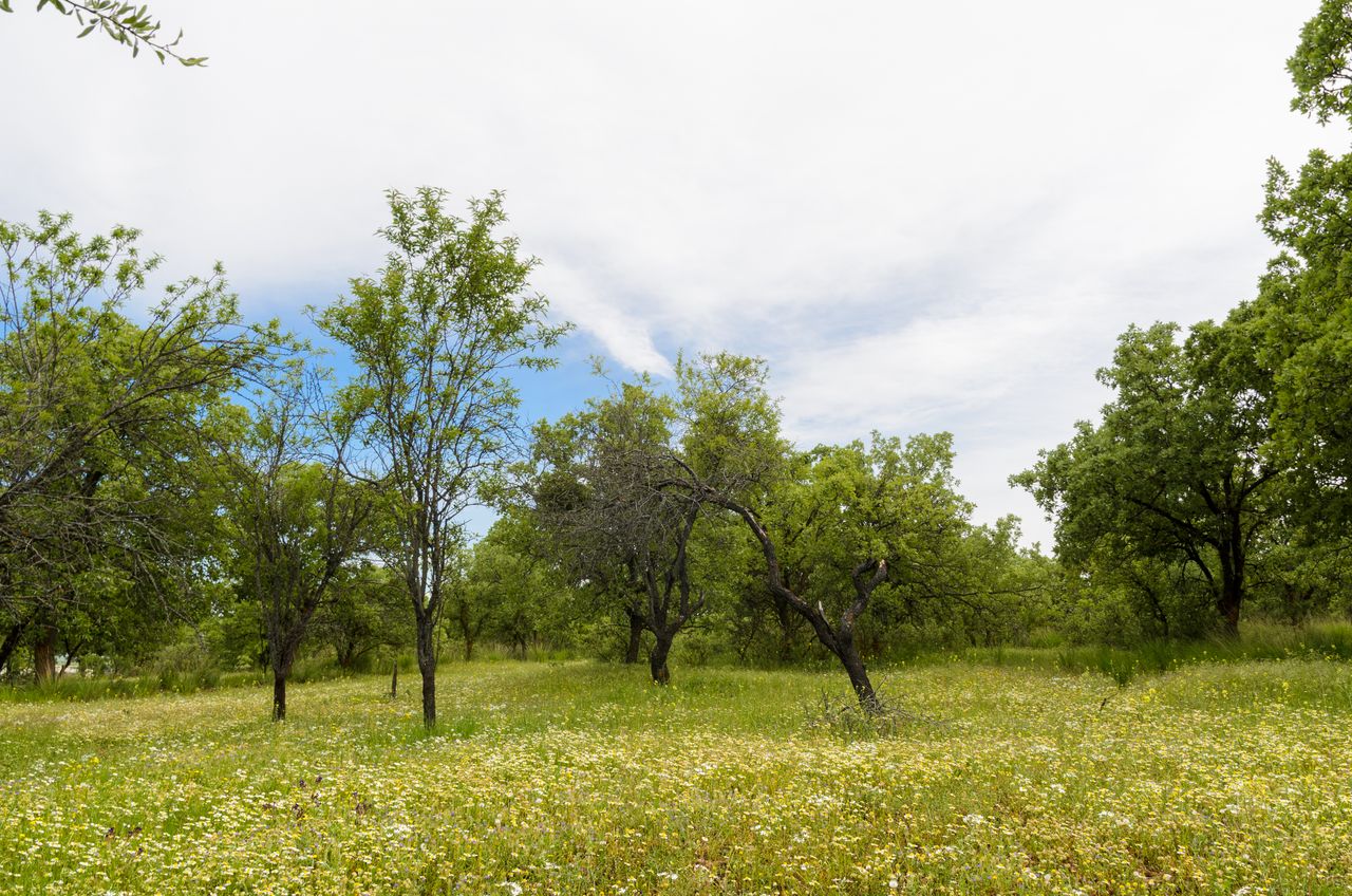 Vibrant meadow in Denizli, Türkiye, with lush green trees and wildflowers under a blue sky.